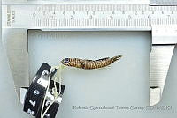 RQTG2038 Gymneleotris seminuda.jpg