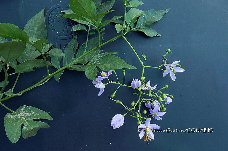Yolox%201112%20Solanum%20seaforthianum.jpg.nSiOy  zMSuhc8FjQA3g0JtbmFja29CbnFuZ3NAbXJ6LGtwZwA.JgZUCjfMNh