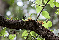 ZAPF0298 Oncidium sp..jpg