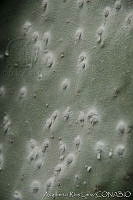 ARL00167 Dactylopius coccus.jpg