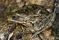 VHL0498 Lithobates pustulosus.jpg