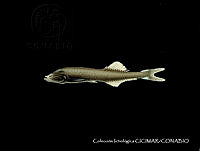 CICIMAR0129 Cyclothone acclinidens.jpg