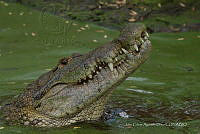 JCAD 010 Crocodylus moreletii.jpg