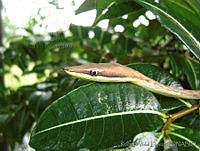 RVL0178 Oxybelis aeneus.jpg