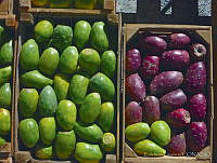 EL0036 Opuntia sp..jpg