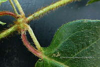 Yolox 3050 Gaudichaudia cycloptera.jpg