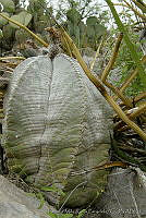 TMRP0003 Astrophytum myriostigma.jpg