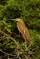 HJ6- 0046- Tigrisoma mexicanum.jpg