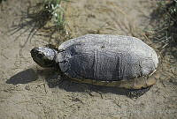 AB0226 Terrapene coahuila.jpg