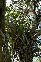 IDG1243 Aechmea bracteata .jpg