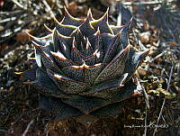 IRR 0373 Echeveria.jpg