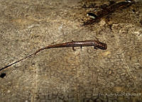 JLAL0059 Parvimolge townsendi.jpg
