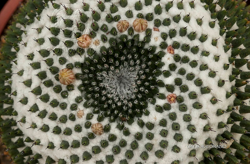 3R%2001113%20Mammillaria%20sempervivi.jpg.kSjYpu 0MWndV2djQA3g0JtbmFja29CbnFuZ3NAbXJ6LGtwZwA.orOuxNB 6c