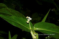 Ayotox 0693 Commelina rufipes var. glabrata.jpg