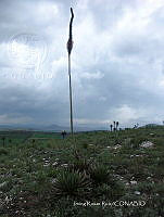 IRR 0028 Agave kerchovei.jpg
