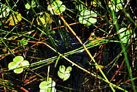 LAMA011 Lithobates brownorum.jpg