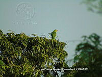 LEMH006 Amazona viridigenalis.JPG