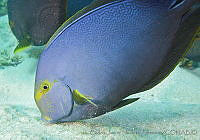CNS1111 Acanthurus xanthopterus.jpg