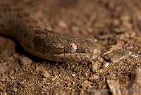 MASM01918 Hypsiglena sp..jpg