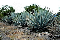 RG019 0340 Agave americana.jpg