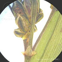 SL3931 Gibasis linearis ssp. linearis.jpg