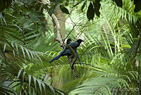 ARS00188 Cyanocorax yucatanicus.jpg