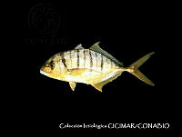 CICIMAR0214 Gnathanodon speciosus.jpg
