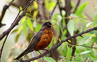 MGaves 2746 Turdus migratorius.jpg
