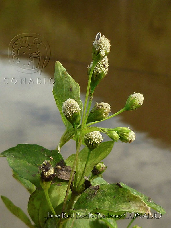 JRBB051%20Acmella%20radicans.jpg.nye5nur0Mcc7ybFhQA3g0JtbmFja29CbnFuZ3NAbXJ6LGtwZwA.gdEJruaFRH