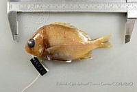 RQTG1360 Anisotremus caesius.jpg