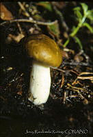 4008 Russula foetens.jpg