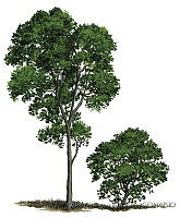 ADDLT0019 Avicennia bicolor.JPG