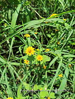 SG019 0123 Melampodium.jpg