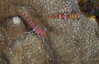 CCK0394 Cinetorhynchus manningi.jpg
