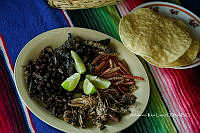 3R00703 Sphenarium purpurascens.jpg