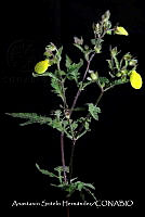 JDA D 00605 Calceolaria tripartita.jpg