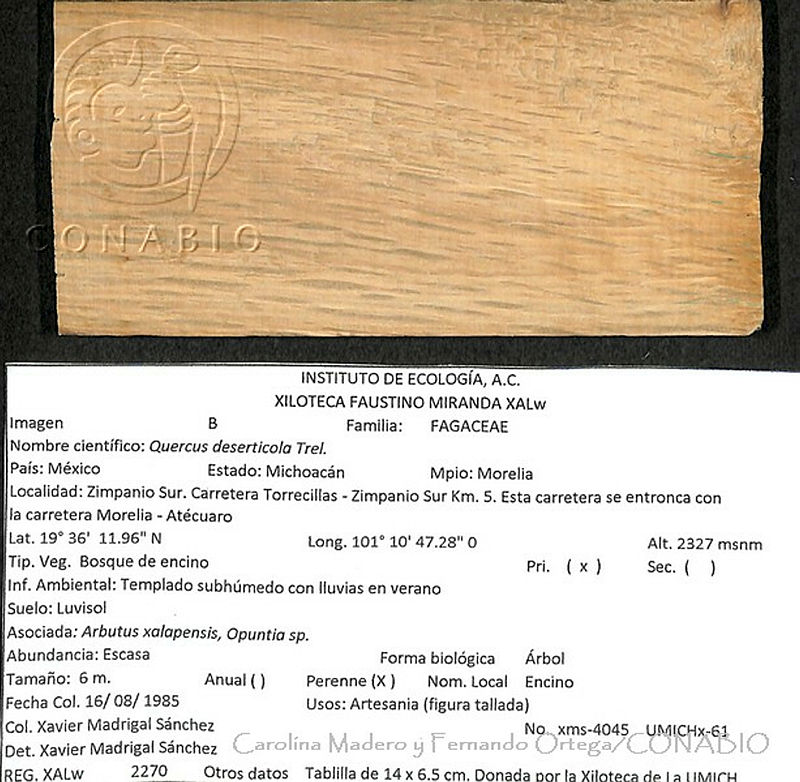 CMyFO%2000378%20Quercus%20deserticola.JPG.rifE4bv1MelpL9NhQA3g0JtbmFja29CbnFuZ3NAbXJ6LGtwZwA.8lSj3bc 7p