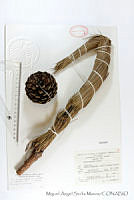 MASM06768 Pinus oocarpa.jpg