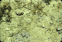 1245 Lophophora williamsii.jpg