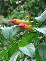 CGL0534 Campsis radicans.jpg