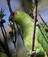 MGaves 2959 Amazona viridigenalis.jpg