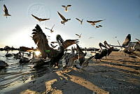 DEML01 Pelecanus occidentalis.jpg
