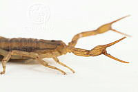 MASM07595 Centruroides limpidus.jpg
