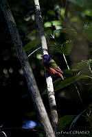 JLP0027 Passerina ciris.jpg