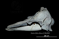 ME006 MM 130 Globicephala macrorhynchus.jpg