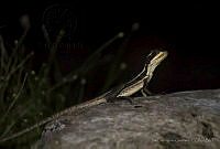 IDG1203 Basiliscus vittatus.jpg