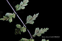 Zautla 0280 Asplenium praemorsum.jpg