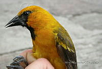 MGaves 139 Icterus gularis.jpg
