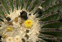 CAR 0059 Echinocactus platyacanthus.jpg