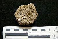 CADR395 Glyptotherium floridanum.jpg